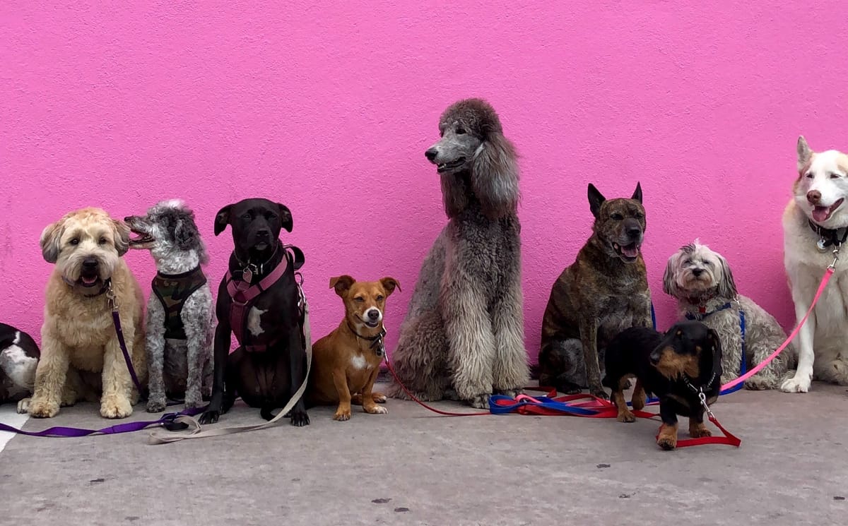 The rise of the pet pound on UKs High Streets