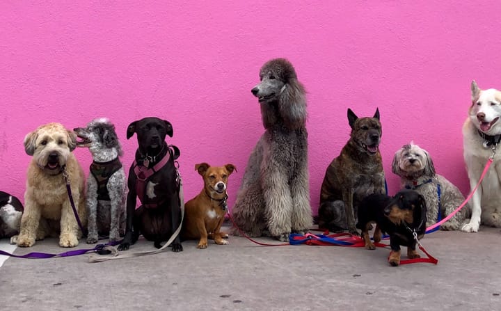 The rise of the pet pound on UKs High Streets